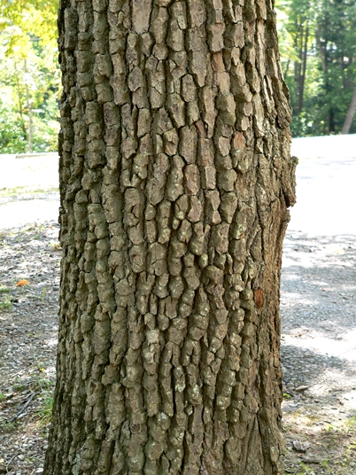 {Nyssa sylvatica}